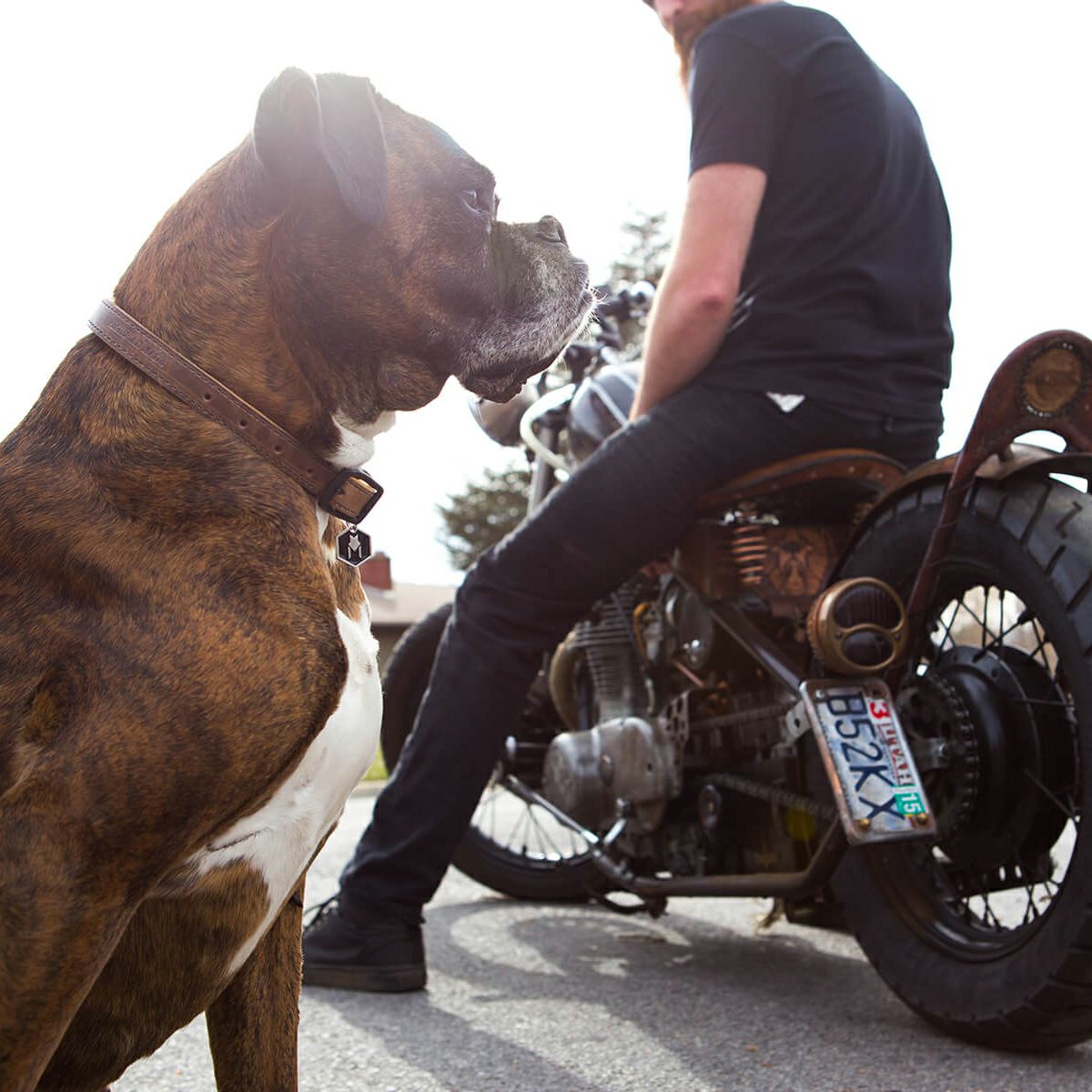 Horween LEATHER COLLAR ( XL size ) | WOLFGANG