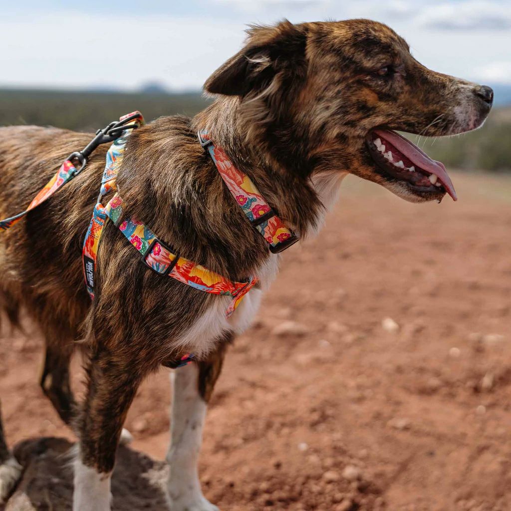 PackLeader Harness ( M size ) | WOLFGANG