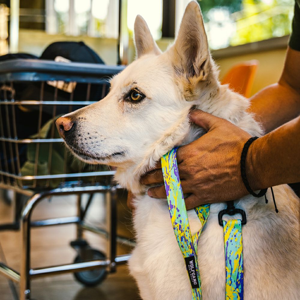 ModernCanvas Harness ( S size ) | WOLFGANG