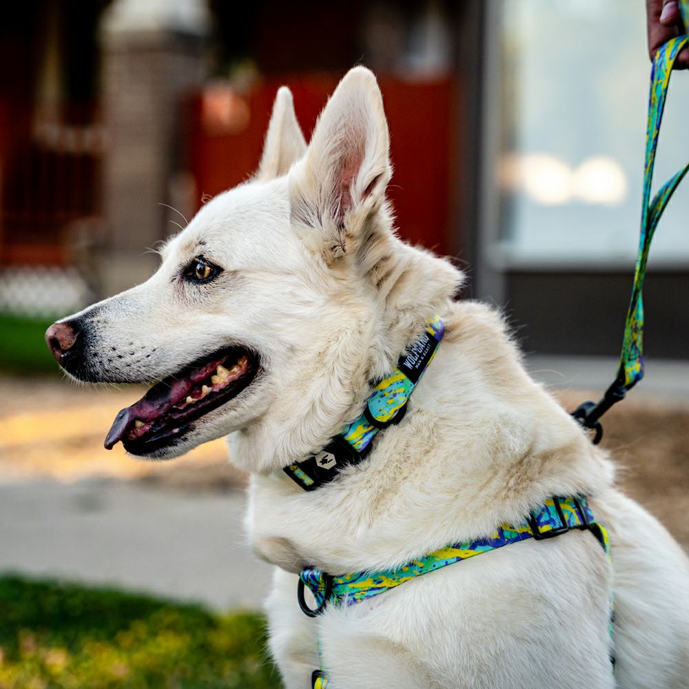 ModernCanvas Harness ( S size ) | WOLFGANG