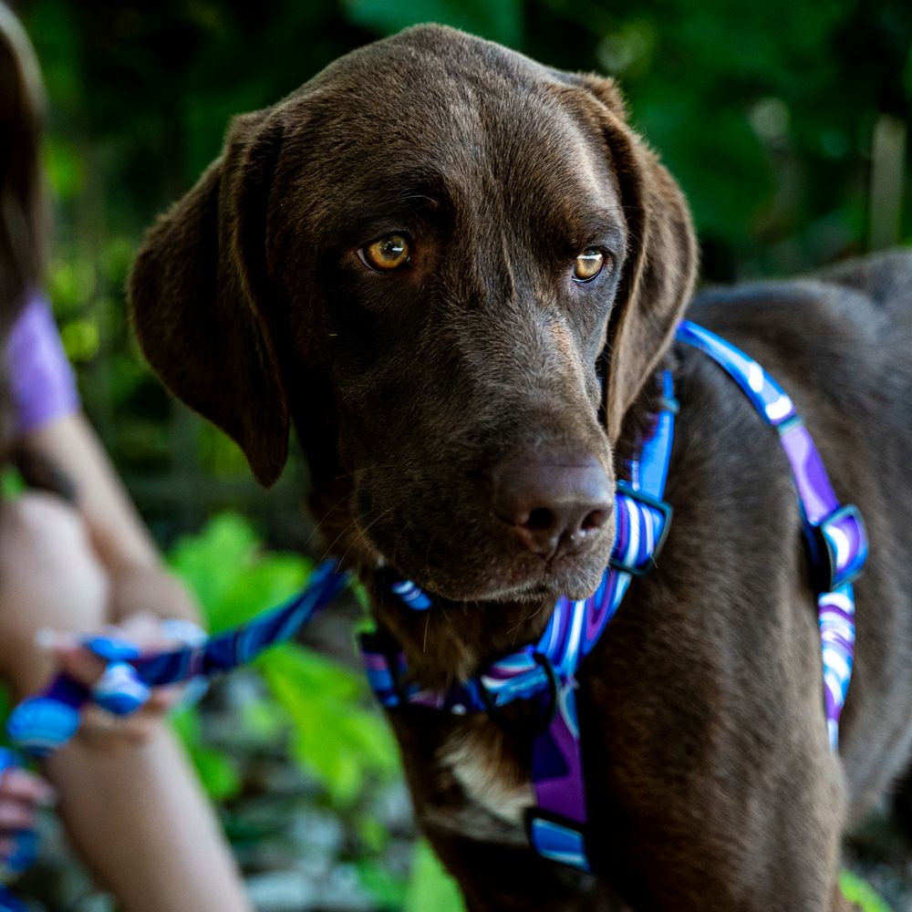 MarbleWave Collar ( L size ) | WOLFGANG