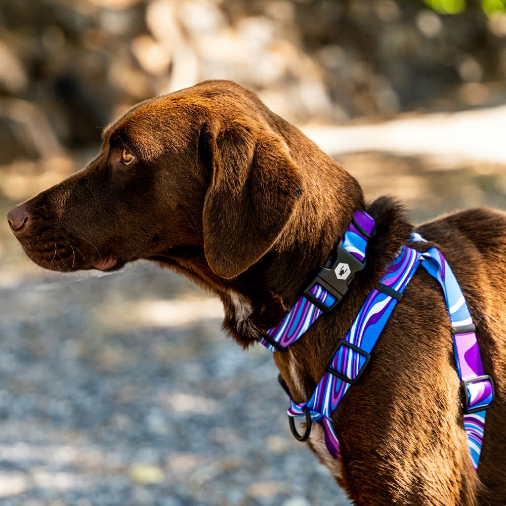 MarbleWave Harness ( M size ) | WOLFGANG