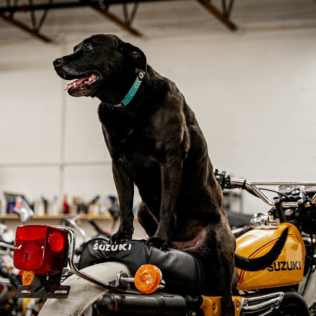 ChevTech COLLAR ( M size ) | WOLFGANG