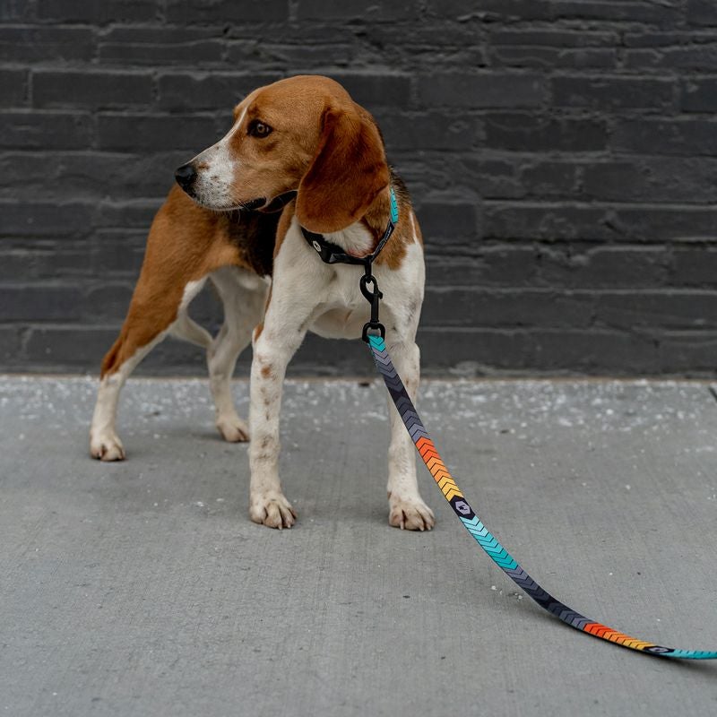 ChevTech COLLAR ( S size ) | WOLFGANG