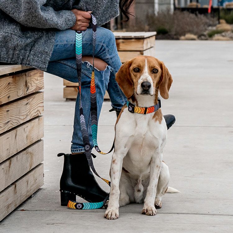 ChevTech COLLAR ( S size ) | WOLFGANG