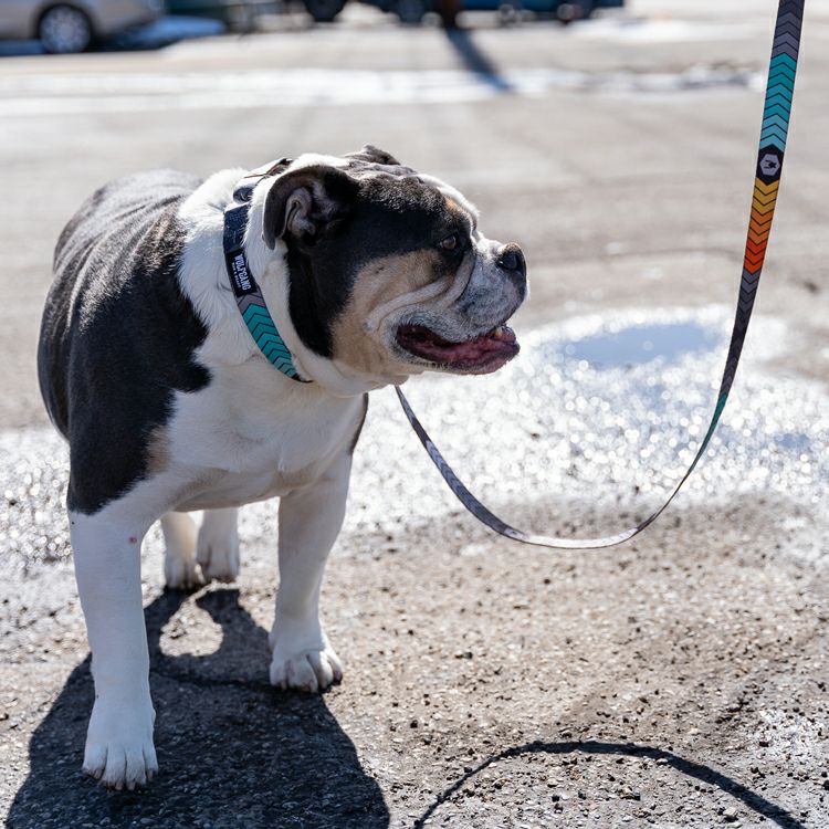 ChevTech COLLAR ( S size ) | WOLFGANG