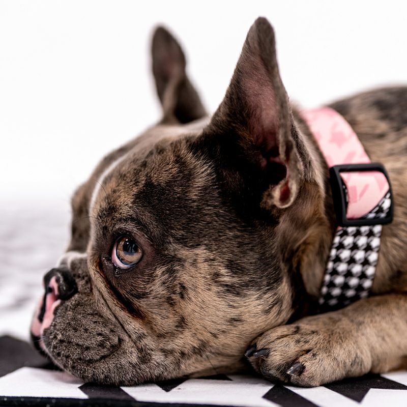 HoundsPink COLLAR ( L size ) | WOLFGANG