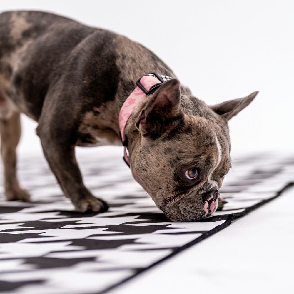 HoundsPink COLLAR ( L size ) | WOLFGANG