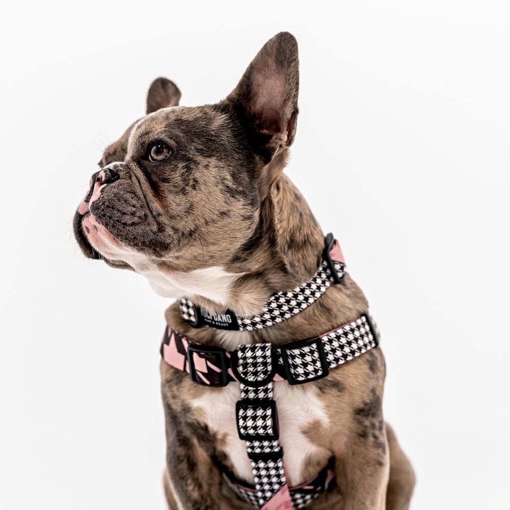 palace skateboards dog collar lead 犬　首輪 Portaクラシックソフトレザーカラー 30レッド | ペット用品（犬） 通販