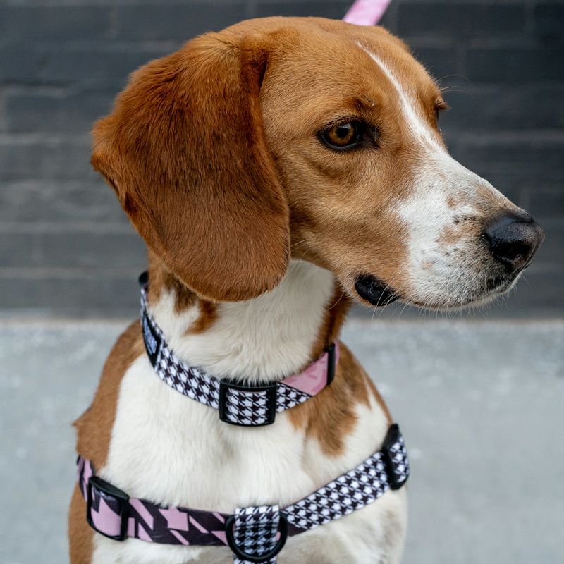 HoundsPink COLLAR ( L size ) | WOLFGANG
