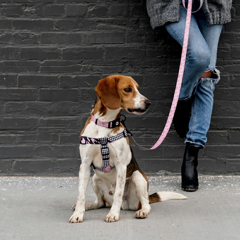 HoundsPink COLLAR ( M size ) | WOLFGANG