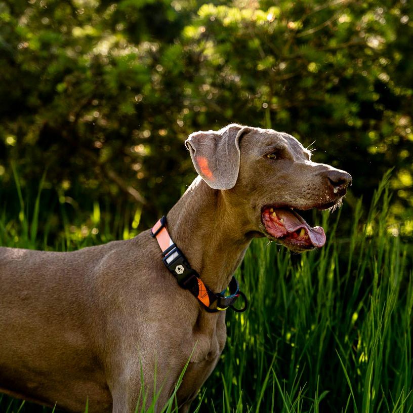 BoneYard Collar ( L size ) | WOLFGANG