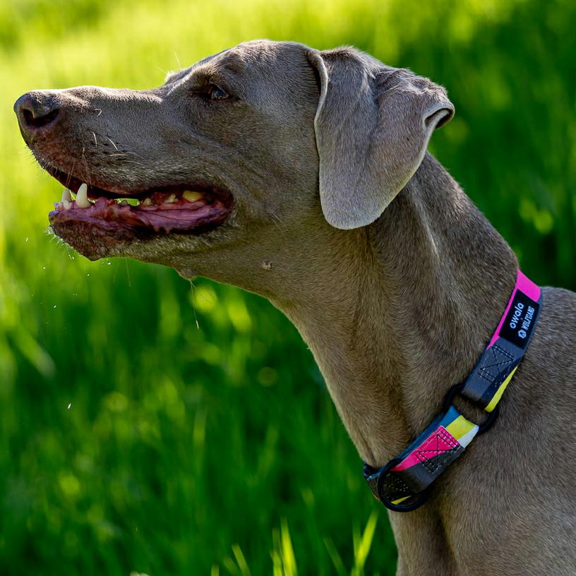 BoneYard Collar ( L size ) | WOLFGANG