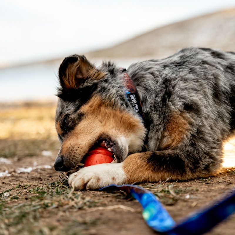 GnarBall RUBBER DOG TOY Orange | WOLFGANG