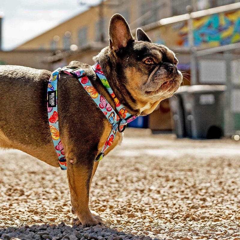 FlutterColor Harness ( L size ) | WOLFGANG