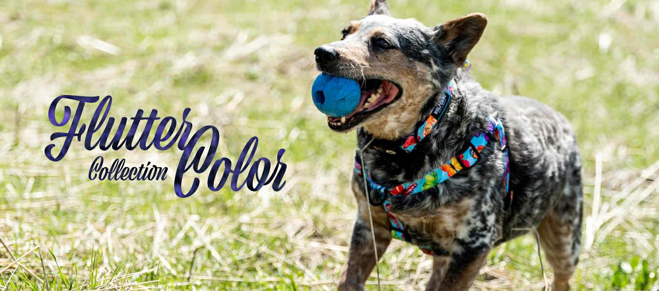 FlutterColor Harness ( L size ) | WOLFGANG