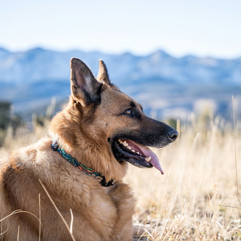 WildWolf COLLAR ( L size ) | WOLFGANG
