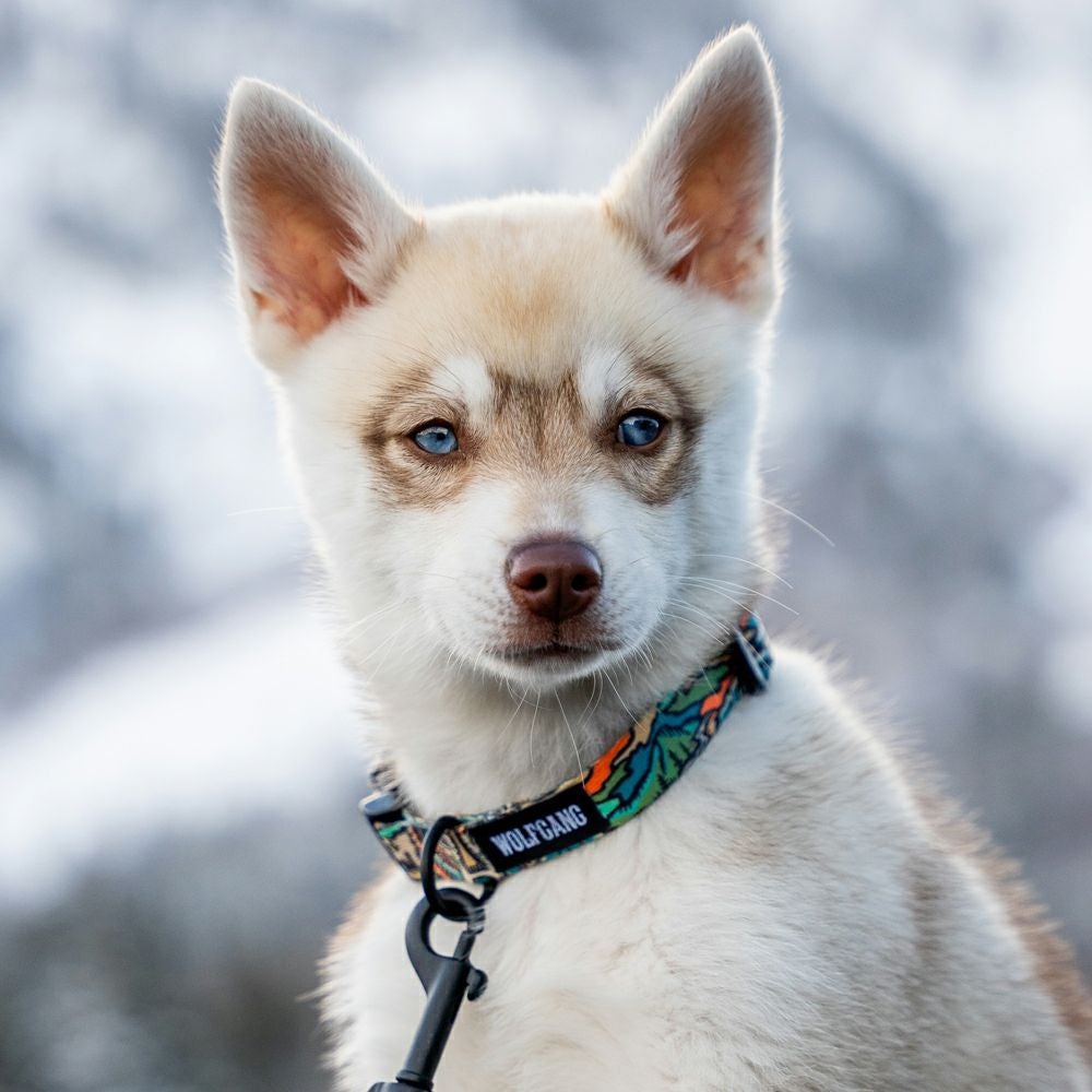 WildWolf COLLAR ( L size ) | WOLFGANG