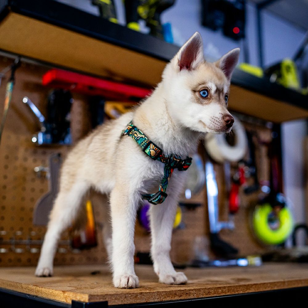WildWolf HARNESS ( M size ) | WOLFGANG