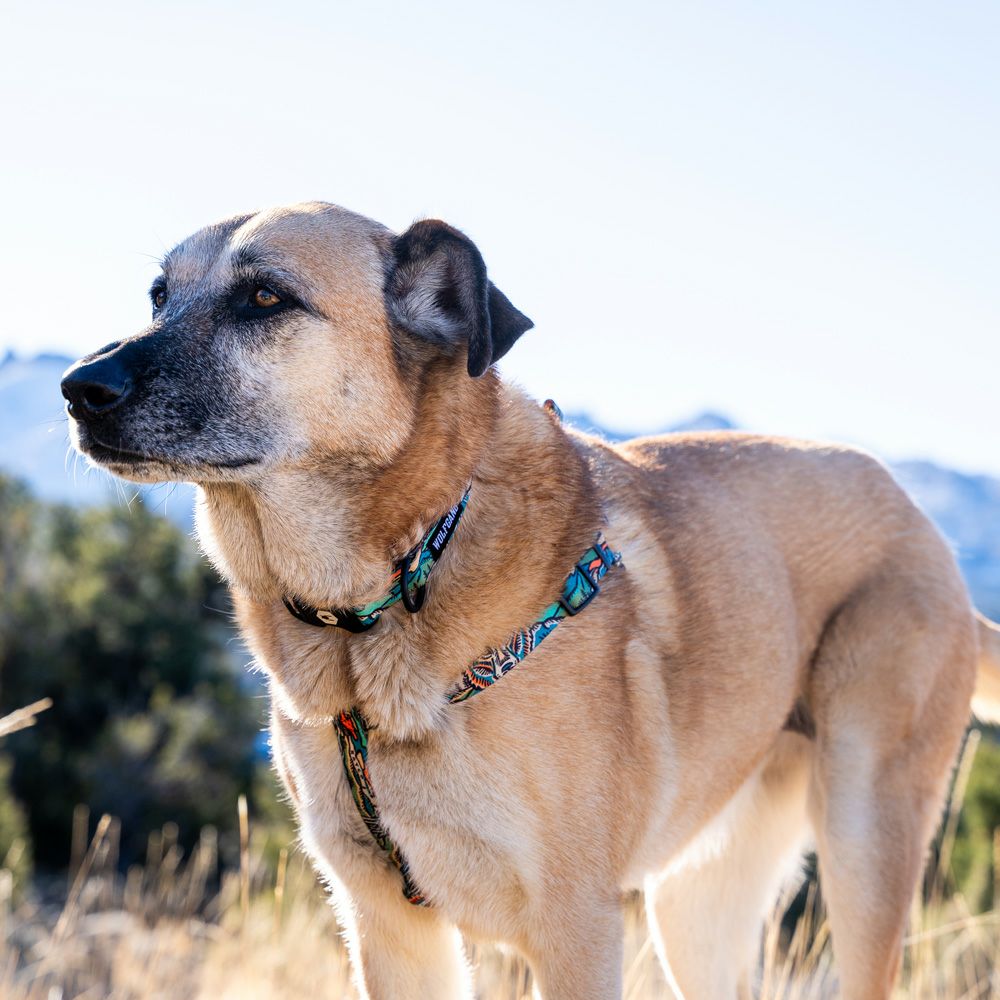 WildWolf Harness ( XL size ) | WOLFGANG