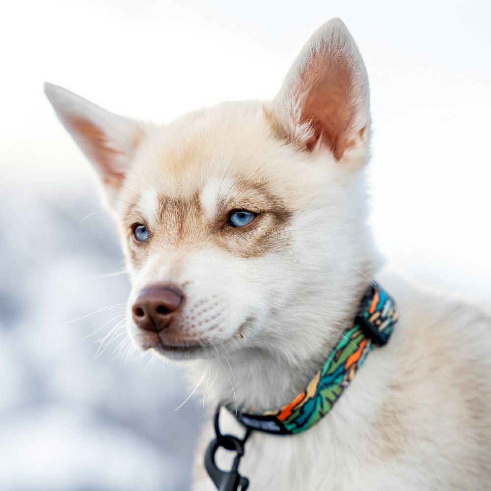 WildWolf Harness ( XL size ) | WOLFGANG