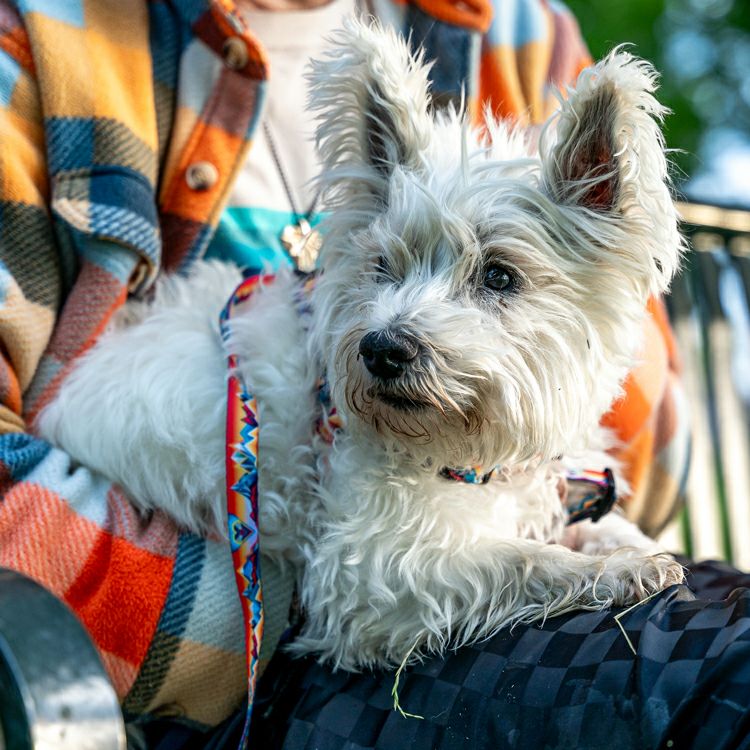 MountainVibes HARNESS ( L size ) | WOLFGANG