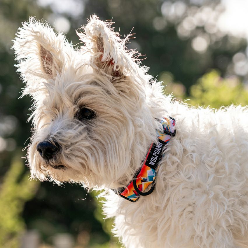 MountainVibes HARNESS ( L size ) | WOLFGANG
