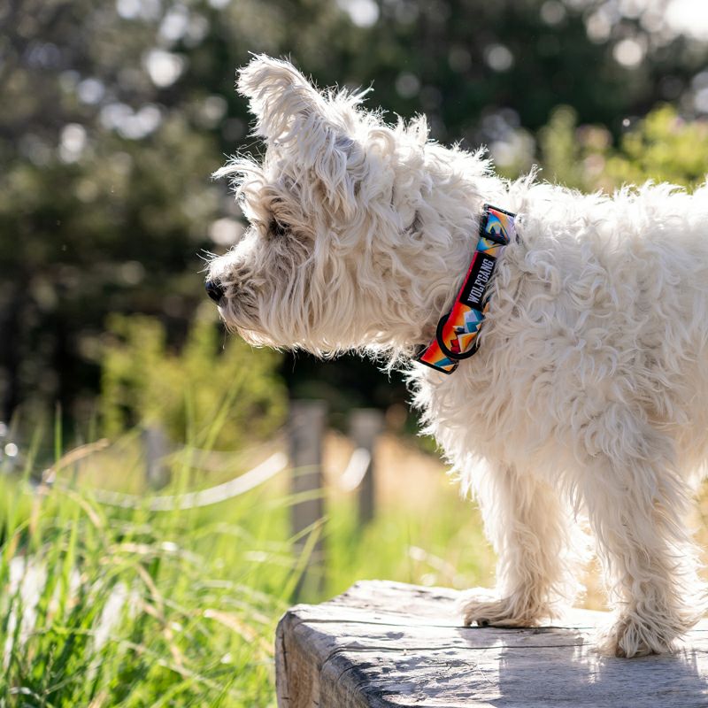 MountainVibes HARNESS ( L size ) | WOLFGANG