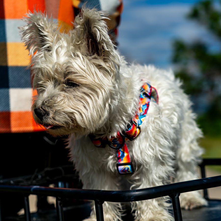 MountainVibes HARNESS ( L size ) | WOLFGANG