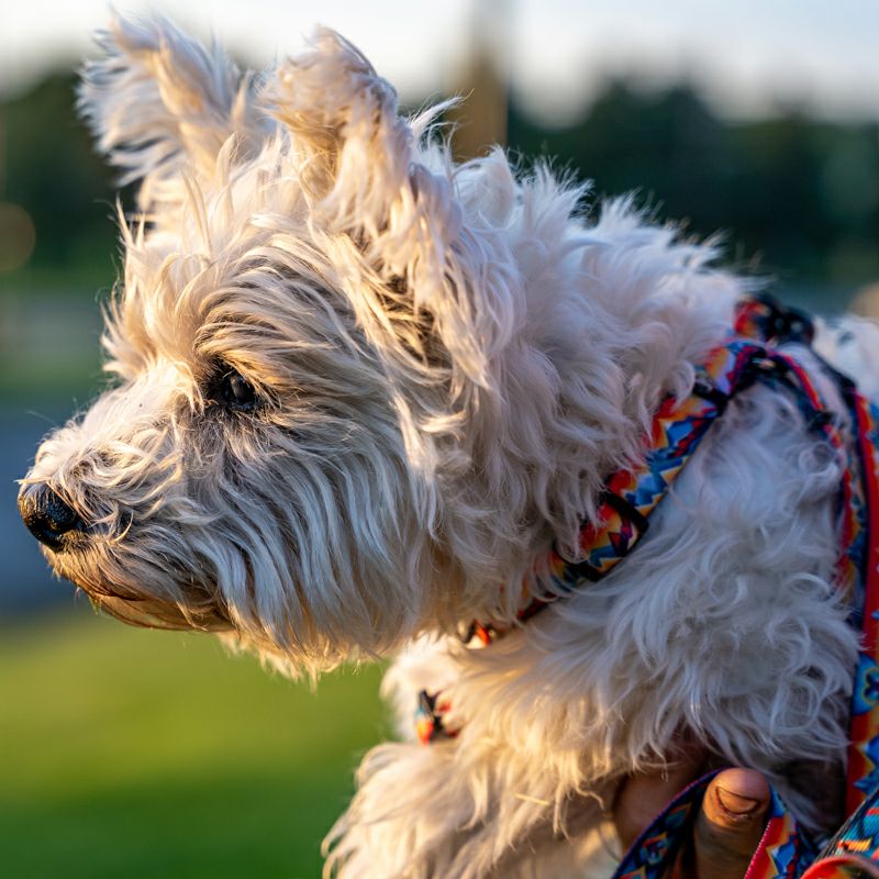 MountainVibes HARNESS ( L size ) | WOLFGANG