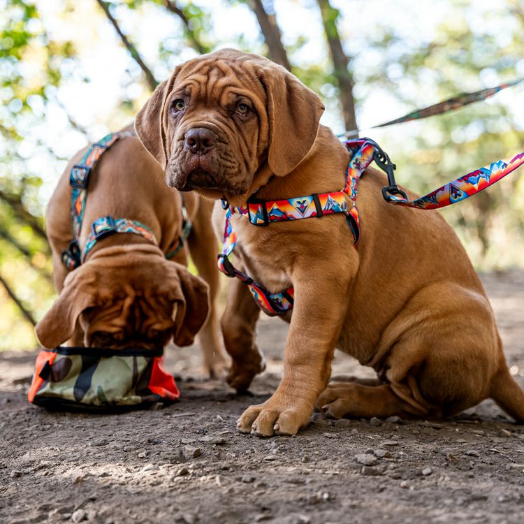MountainVibes HARNESS ( L size ) | WOLFGANG