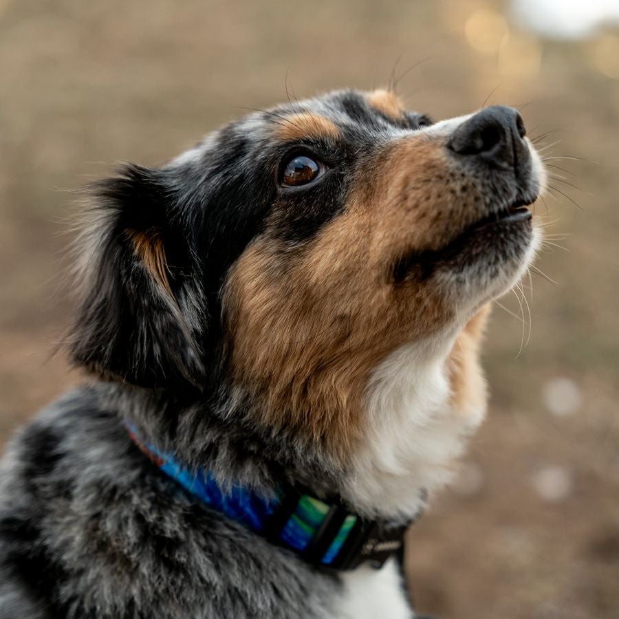 StarryWolf LEASH ( S size ) | WOLFGANG