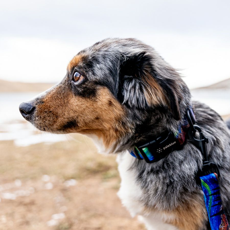 StarryWolf LEASH ( S size ) | WOLFGANG