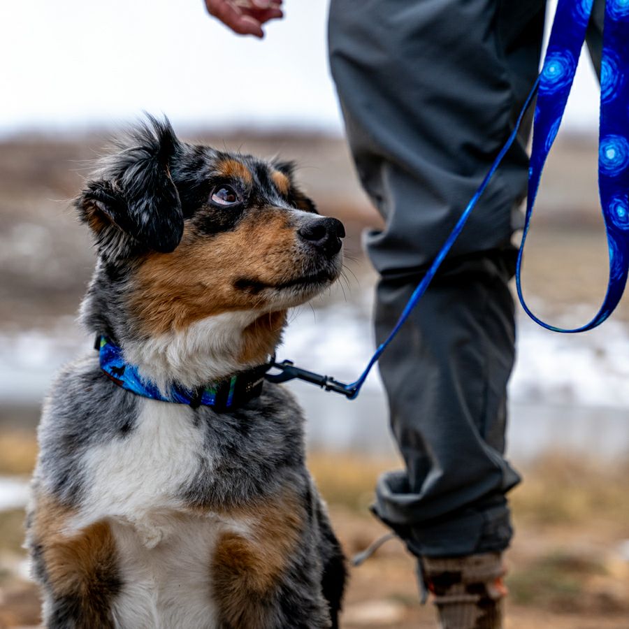 StarryWolf LEASH ( S size ) | WOLFGANG