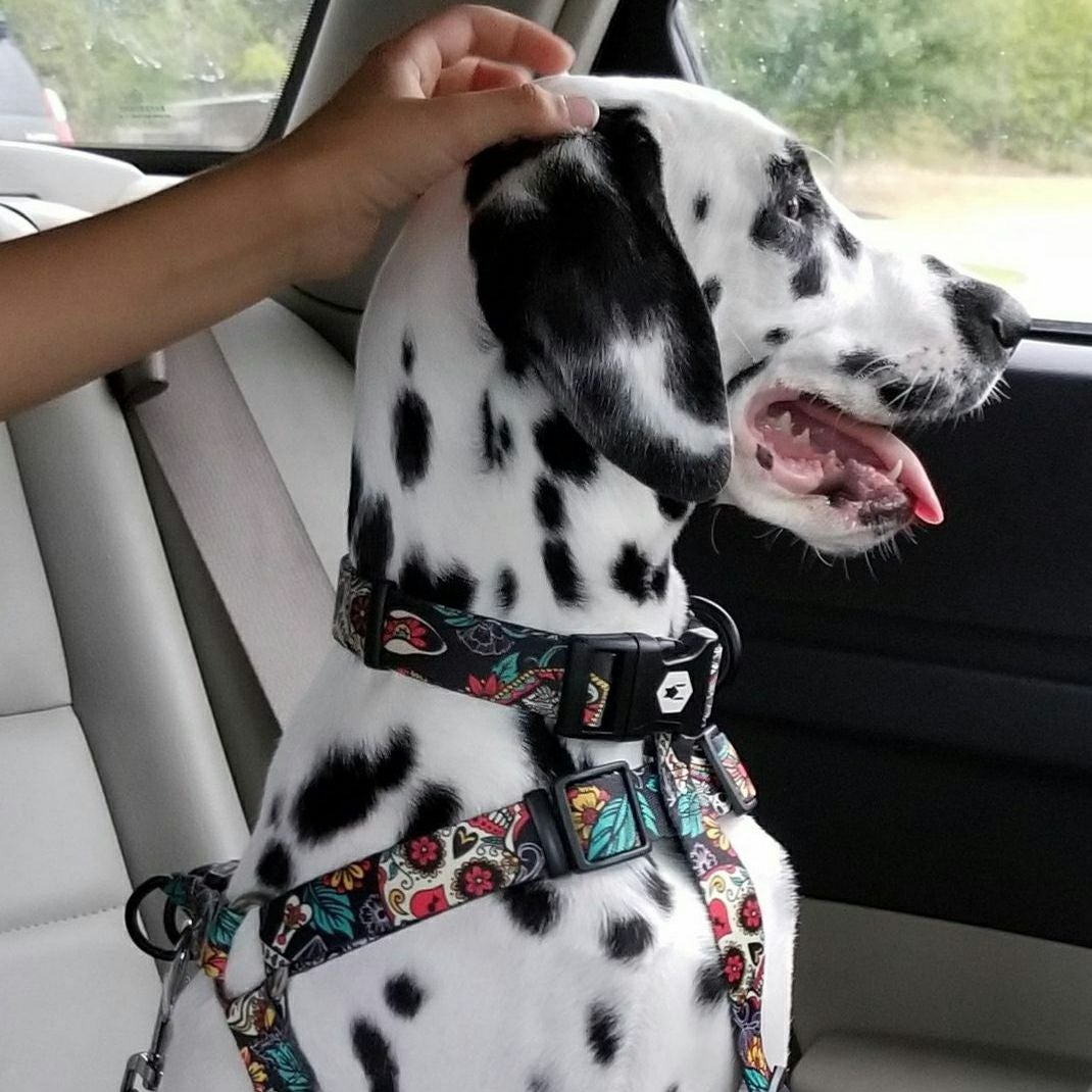 LosMuertos LEASH ( M size ) | WOLFGANG