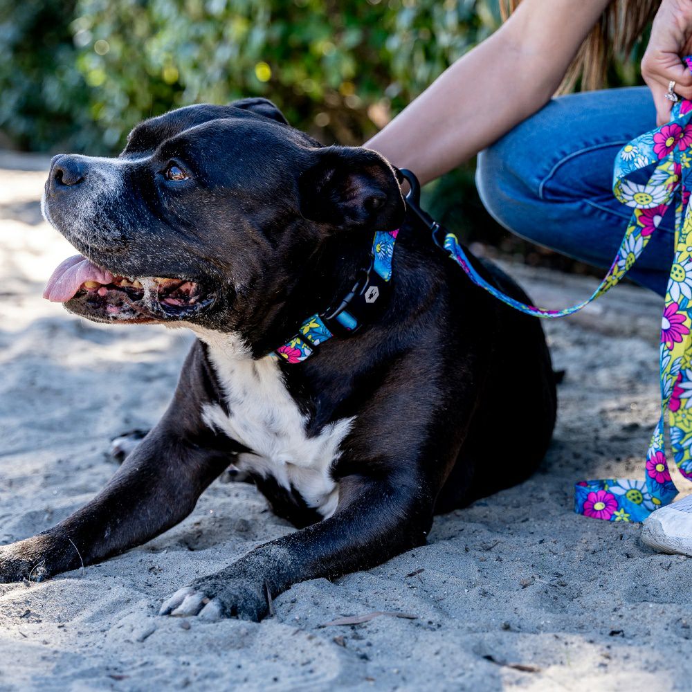 LazyDaisy LEASH ( S size ) | WOLFGANG