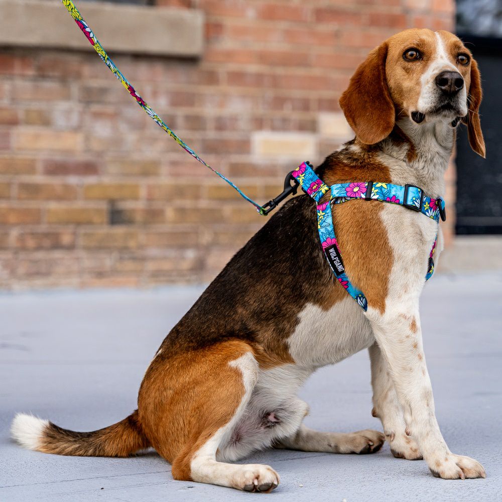 LazyDaisy LEASH ( S size ) | WOLFGANG